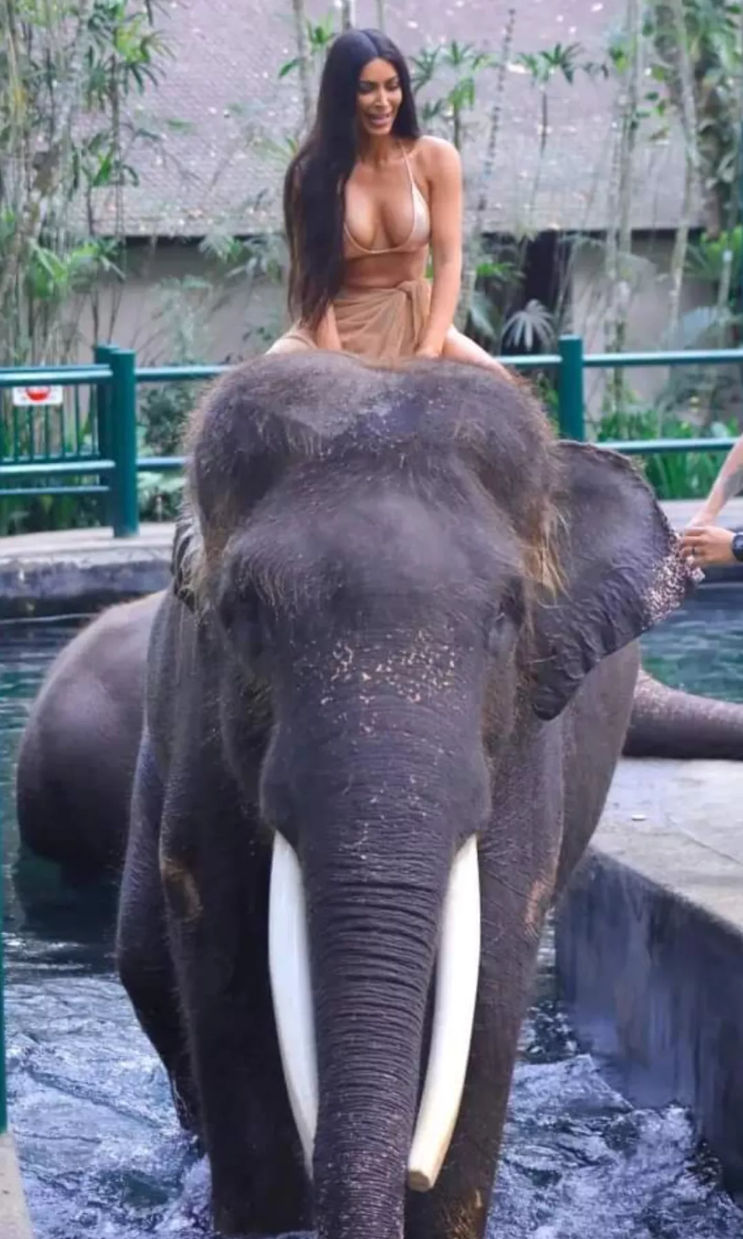 Elephant..