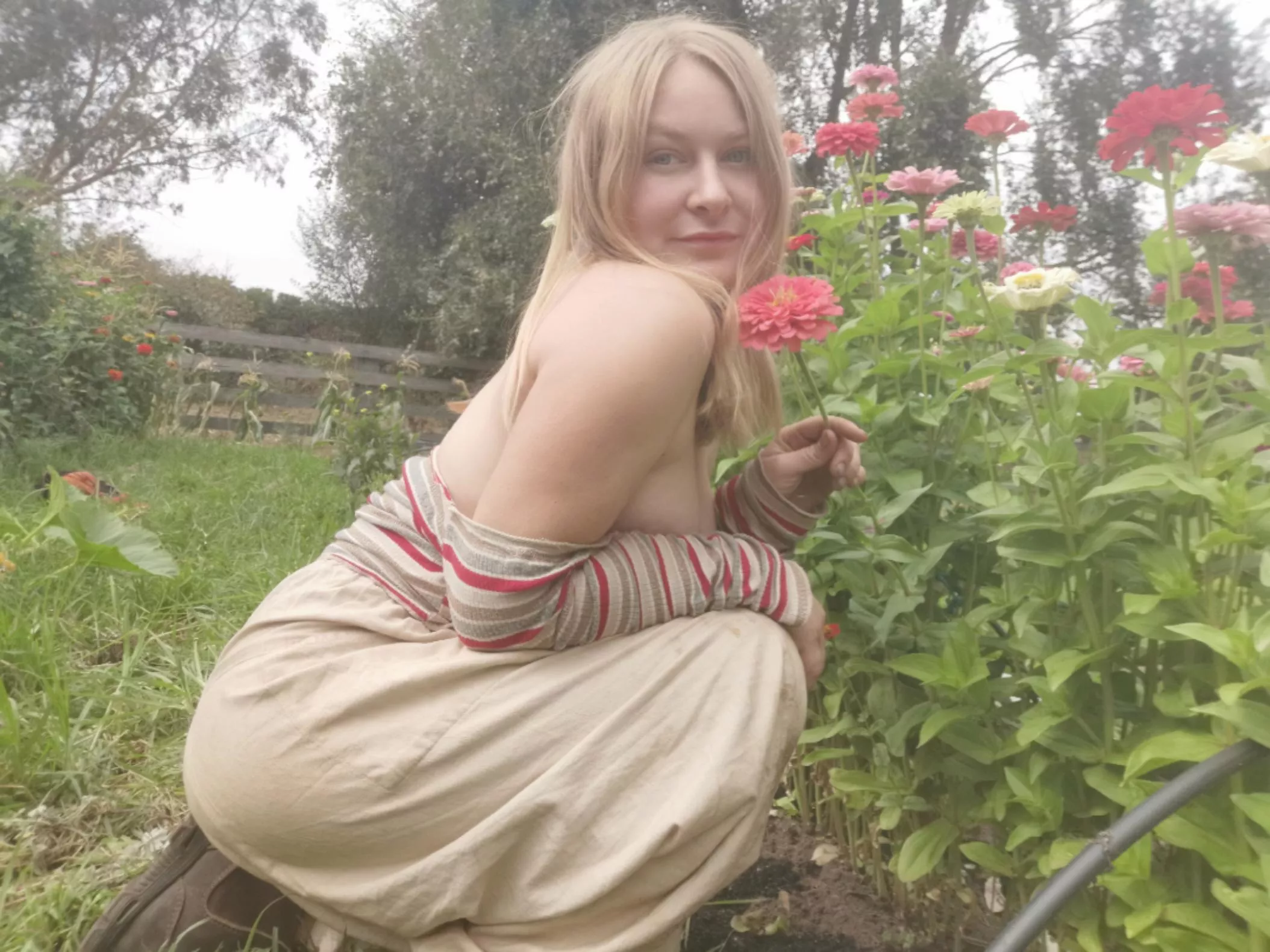My Zinnias